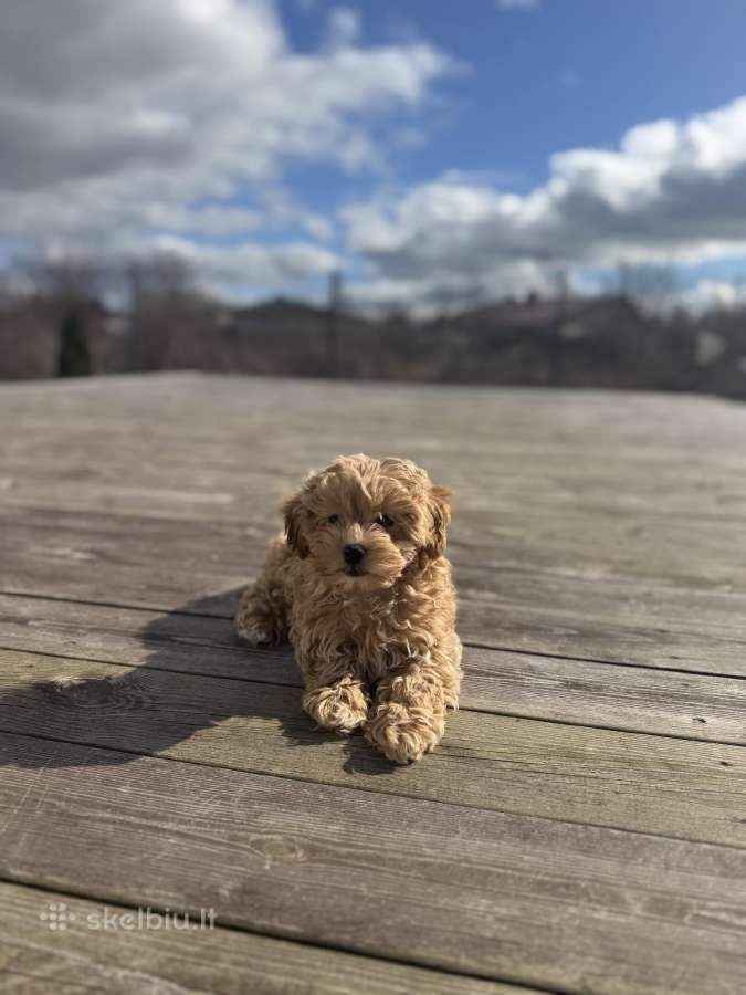 Maltipoo
