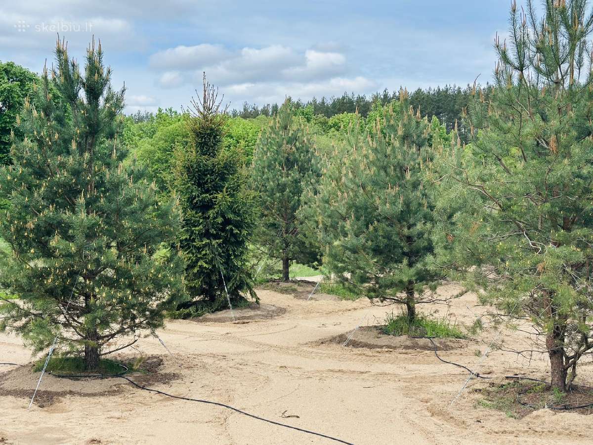 Pušys nuo 2 iki 5 metrų,su formuotomis šaknimis - nuotraukos Nr. 10