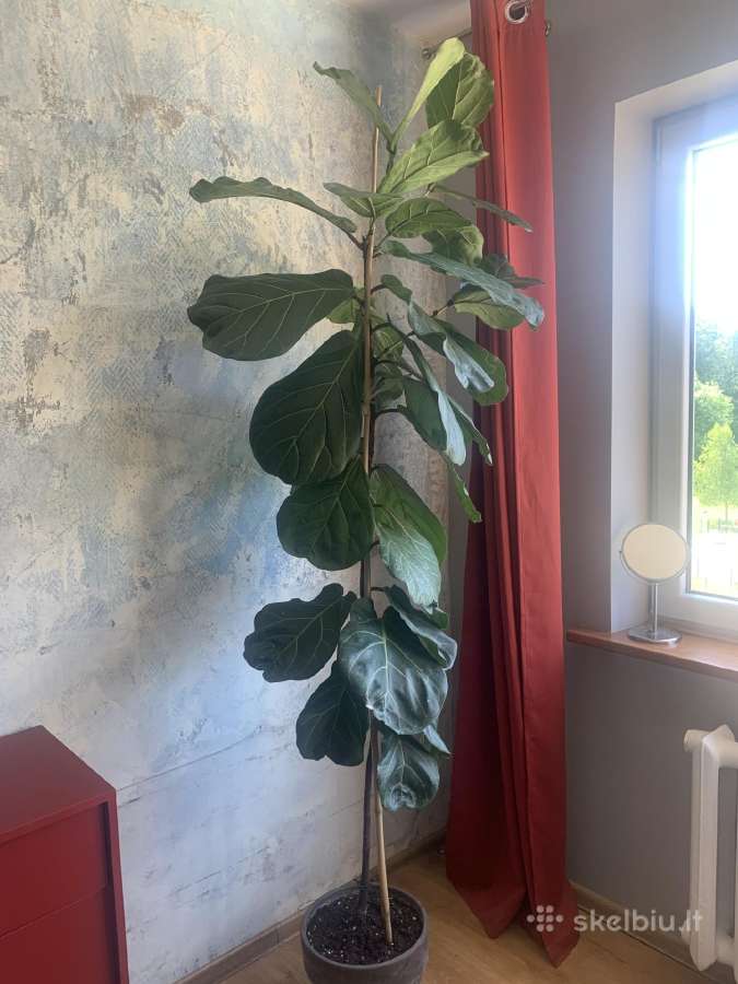 Fikusas Lyrata