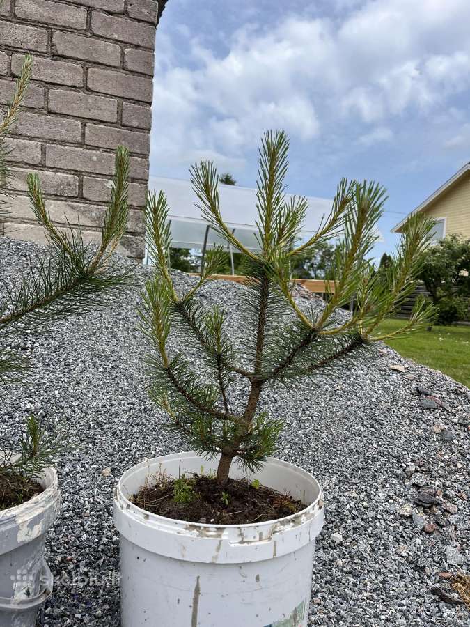 Juodosios Pušys-kalnapušės Gera Kaina - nuotraukos Nr. 12
