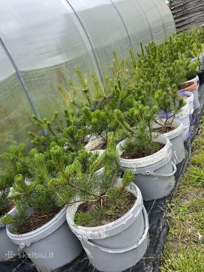 Juodosios Pušys-kalnapušės Gera Kaina - nuotraukos Nr. 13