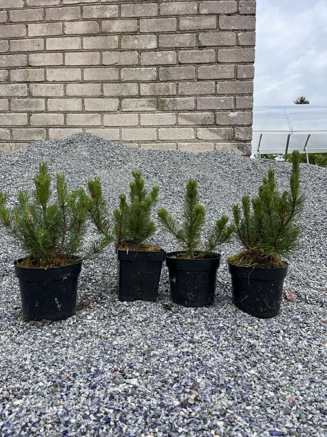 Juodosios Pušys-kalnapušės Gera Kaina - nuotraukos Nr. 10
