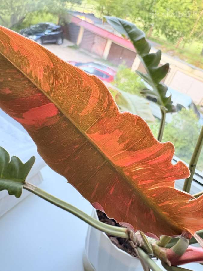 Philodendron Ring of Fire