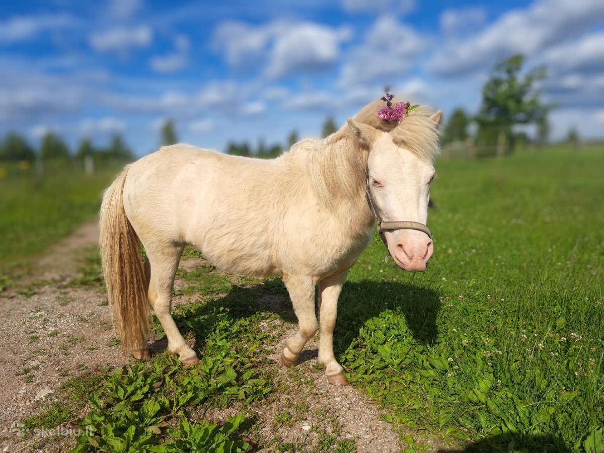 Baltija