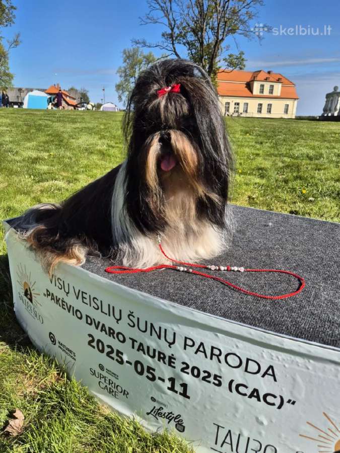 Šicu patinas ieško kilmingos panelės - nuotraukos Nr. 11