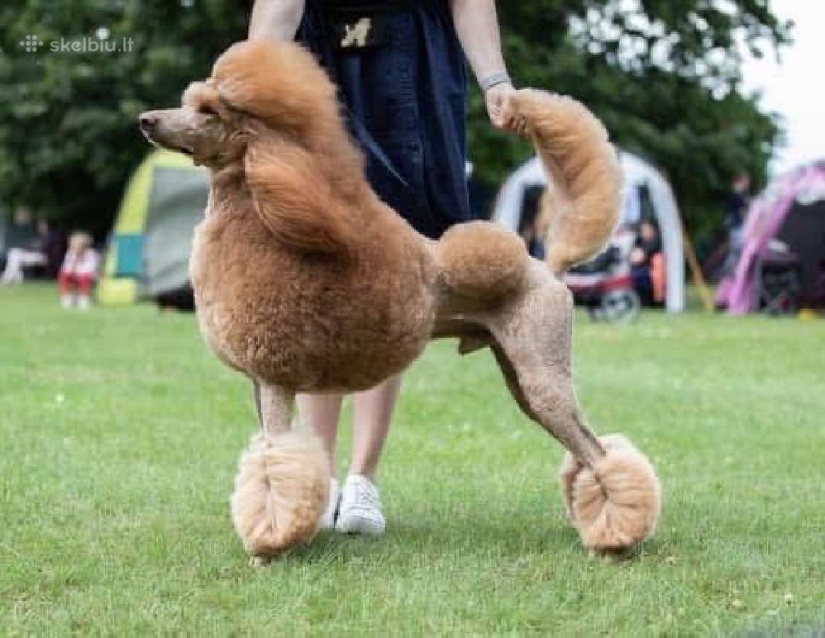 Didysis pudelis kergimui /Red Standard Poodle male - nuotraukos Nr. 2