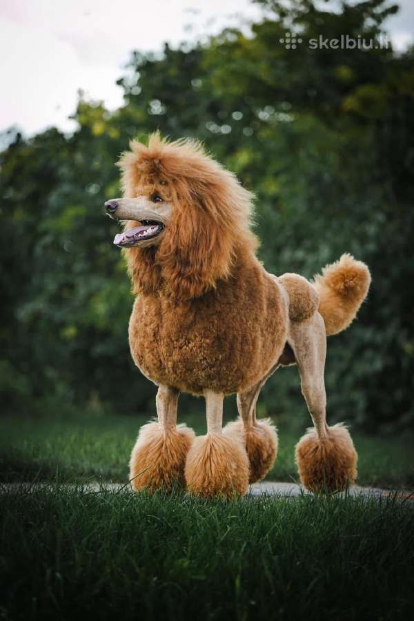 Didysis pudelis kergimui /Red Standard Poodle male