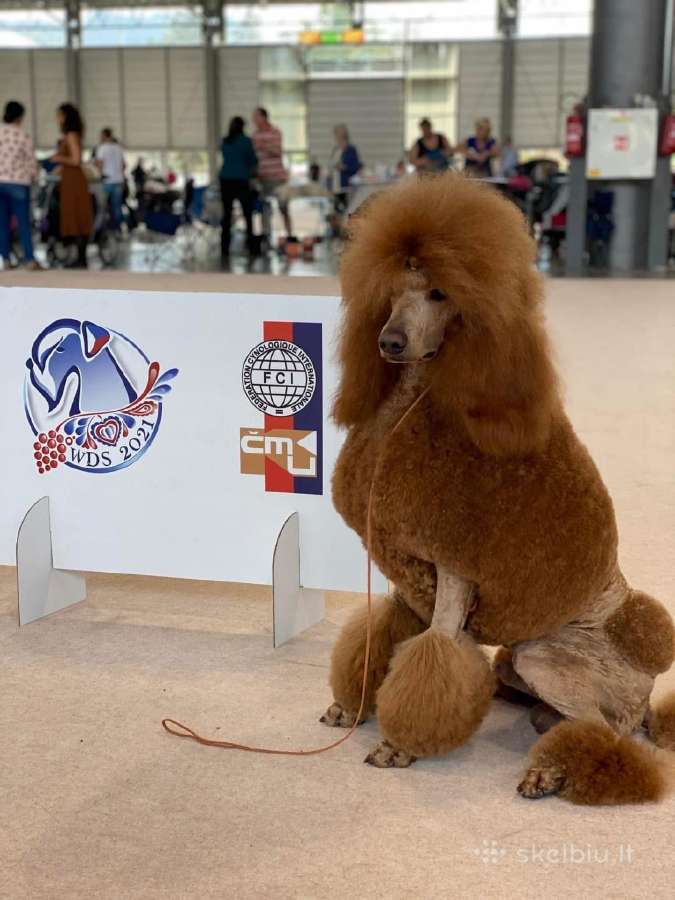 Didysis pudelis kergimui /Red Standard Poodle male - nuotraukos Nr. 3