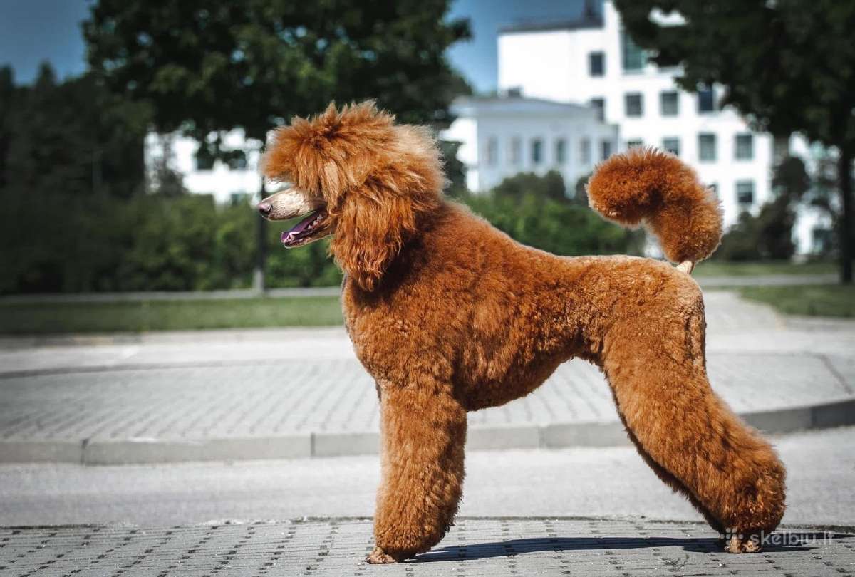 Didysis pudelis kergimui /Red Standard Poodle male - nuotraukos Nr. 4