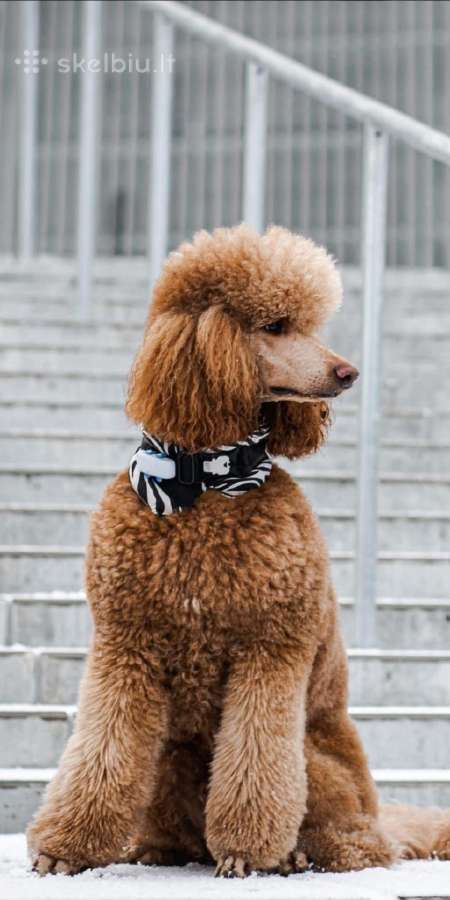 Didysis pudelis kergimui /Red Standard Poodle male - nuotraukos Nr. 5