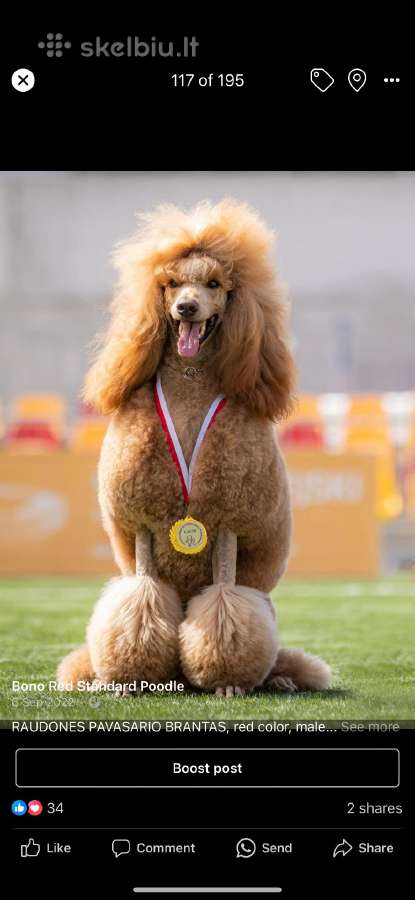 Didysis pudelis kergimui /Red Standard Poodle male - nuotraukos Nr. 6