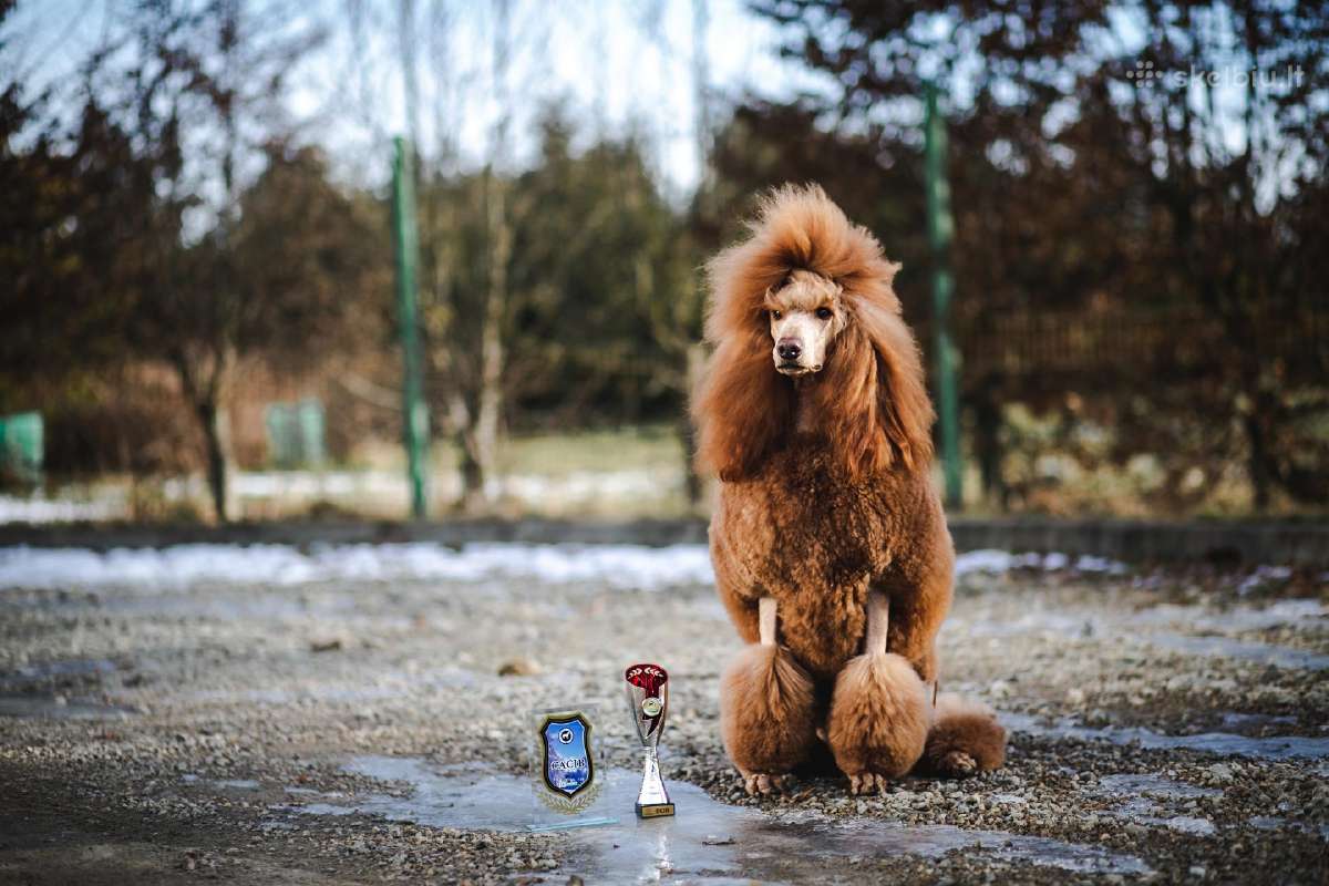 Didysis pudelis kergimui /Red Standard Poodle male - nuotraukos Nr. 7