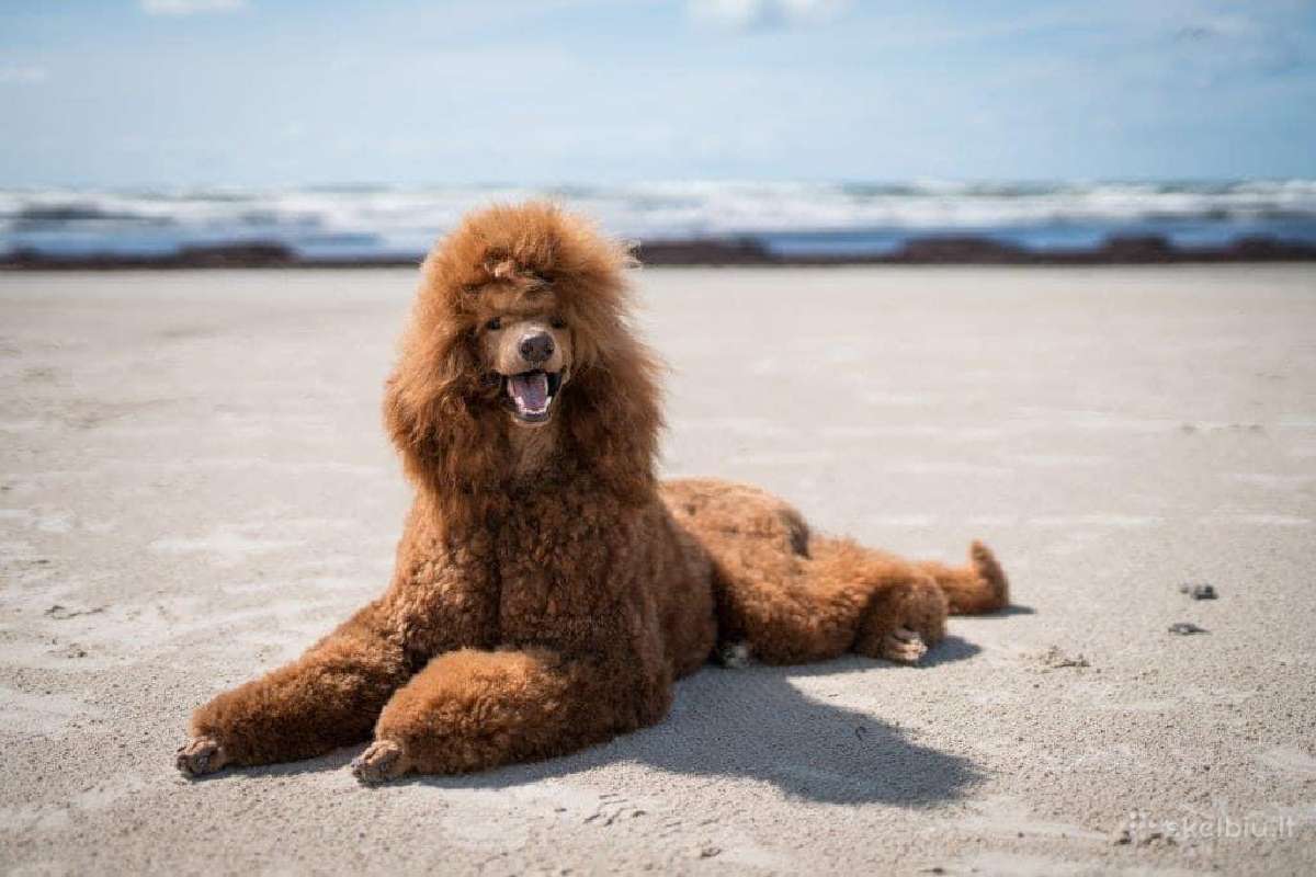Didysis pudelis kergimui /Red Standard Poodle male - nuotraukos Nr. 8