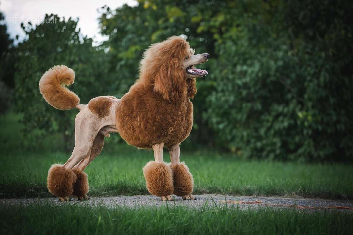 Didysis pudelis kergimui /Red Standard Poodle male - nuotraukos Nr. 9