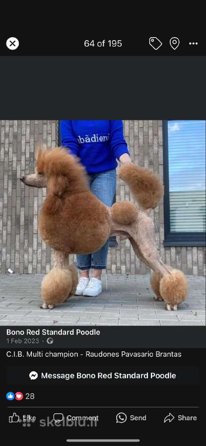 Didysis pudelis kergimui /Red Standard Poodle male - nuotraukos Nr. 10