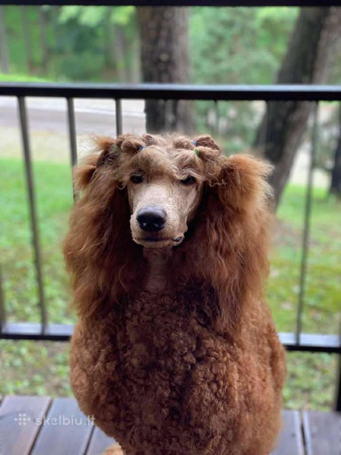 Didysis pudelis kergimui /Red Standard Poodle male - nuotraukos Nr. 11