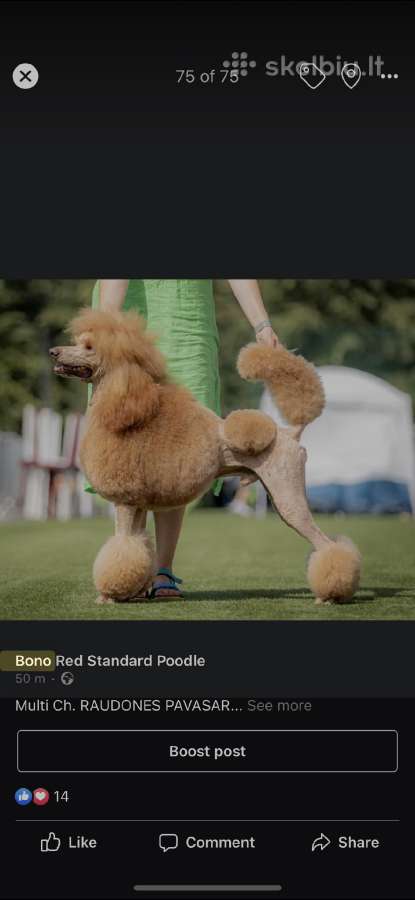 Didysis pudelis kergimui /Red Standard Poodle male - nuotraukos Nr. 12