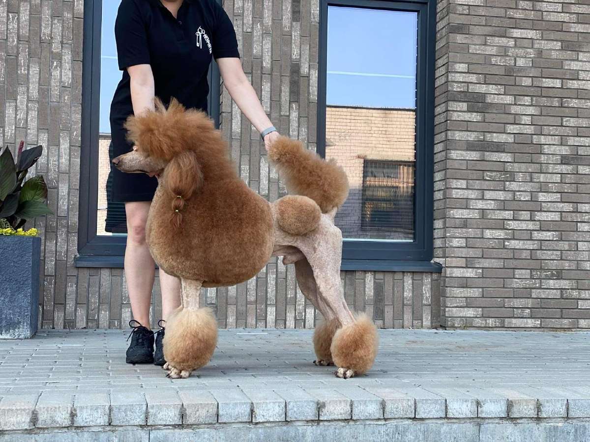 Didysis pudelis kergimui /Red Standard Poodle male - nuotraukos Nr. 13