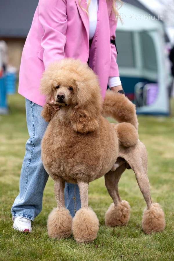 Didysis pudelis kergimui /Red Standard Poodle male - nuotraukos Nr. 15
