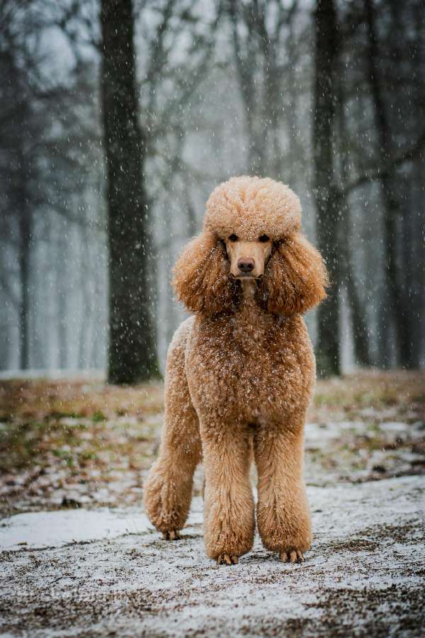 Didysis pudelis kergimui /Red Standard Poodle male - nuotraukos Nr. 16