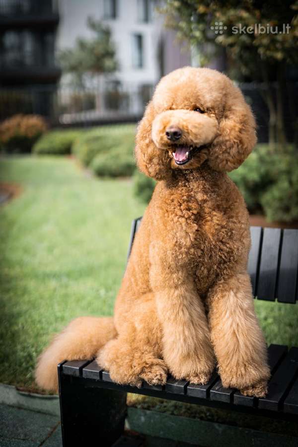 Didysis pudelis kergimui /Red Standard Poodle male - nuotraukos Nr. 14