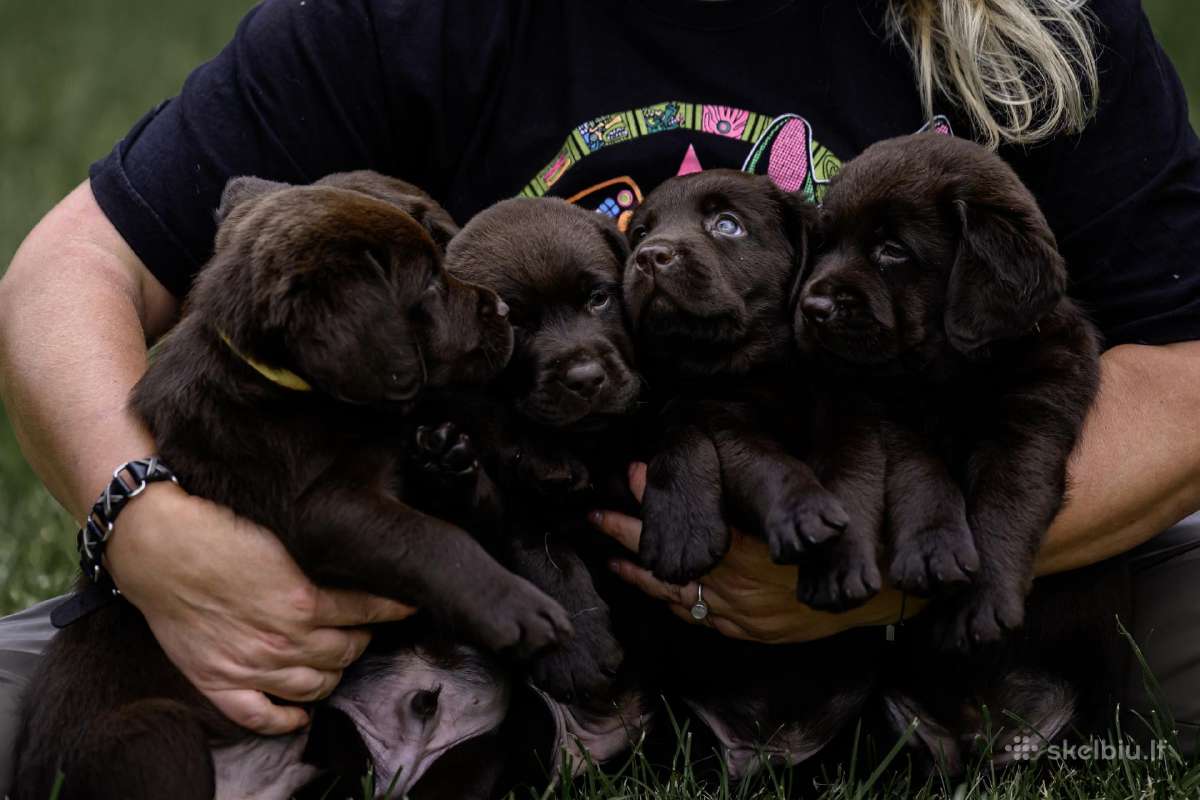 Labradoro Retriveriai Šokoladinės spalvos - nuotraukos Nr. 18