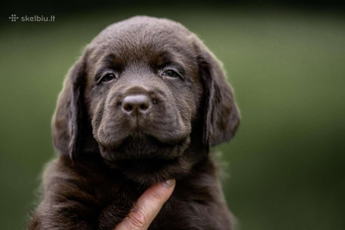 Labradoro Retriveriai Šokoladinės spalvos - nuotraukos Nr. 19