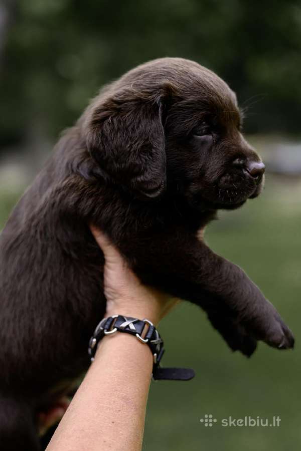 Labradoro Retriveriai Šokoladinės spalvos - nuotraukos Nr. 17