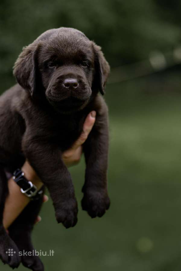 Labradoro Retriveriai Šokoladinės spalvos - nuotraukos Nr. 23