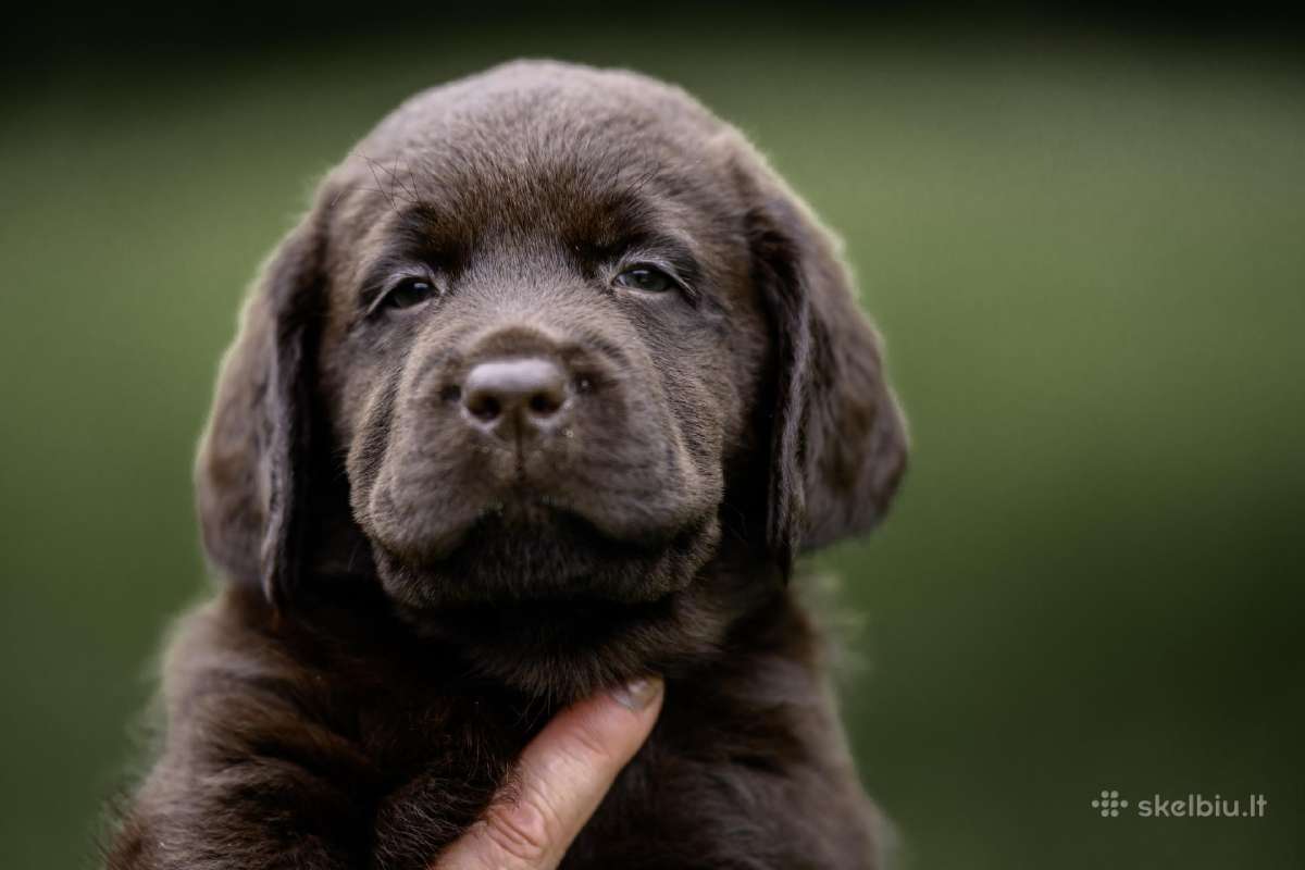 Labradoro Retriveriai Šokoladinės spalvos - nuotraukos Nr. 24