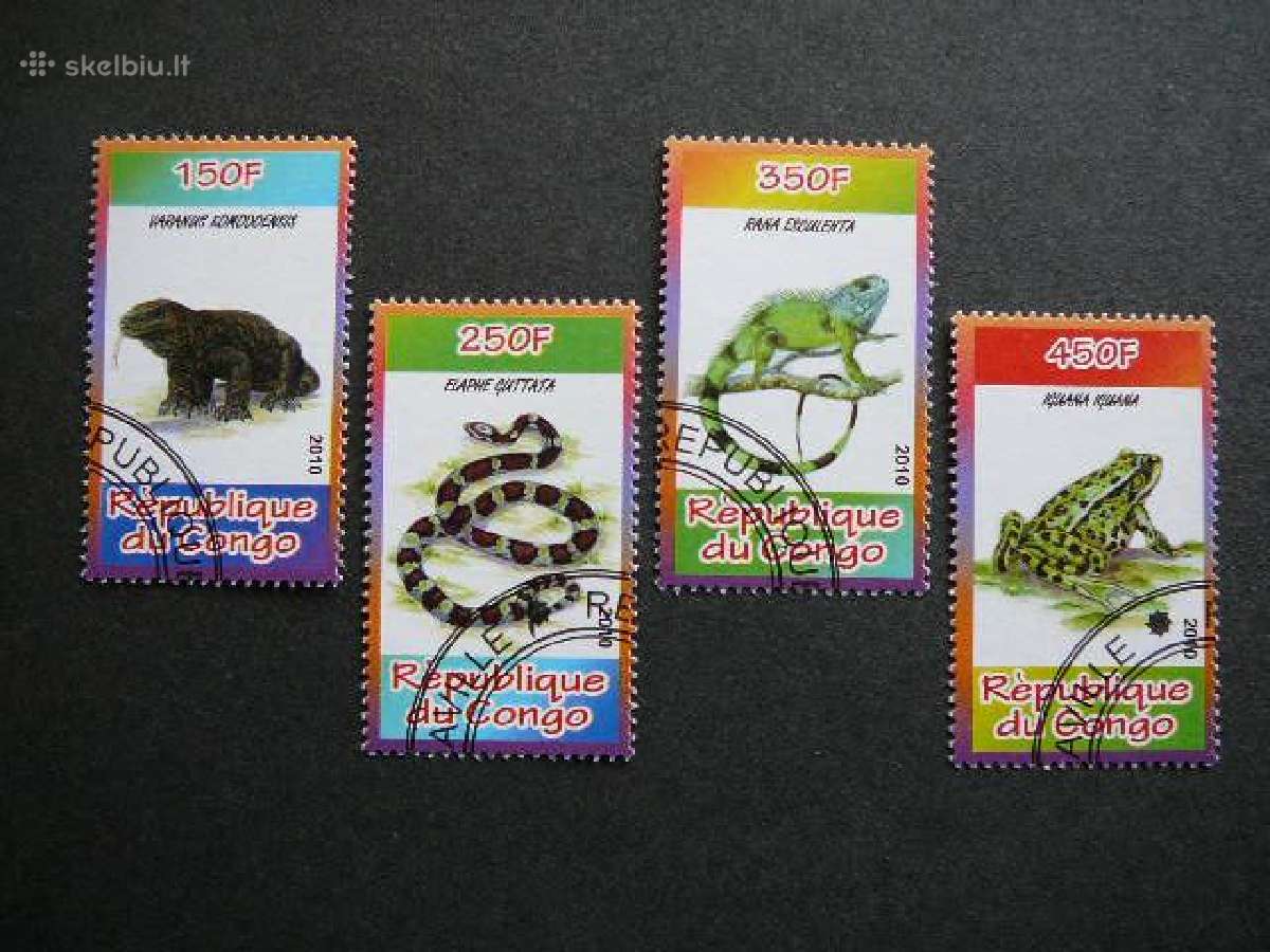 Reptilijos Varles Gyvates Kongas 2010 antsp. s599r