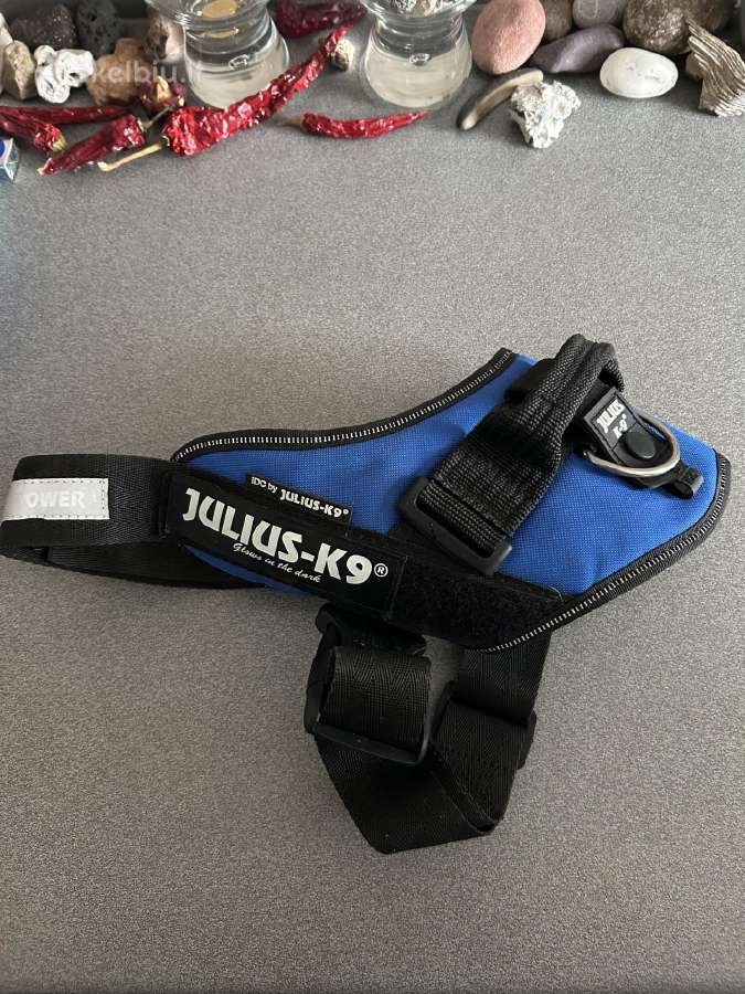Petnešos šuniukui
