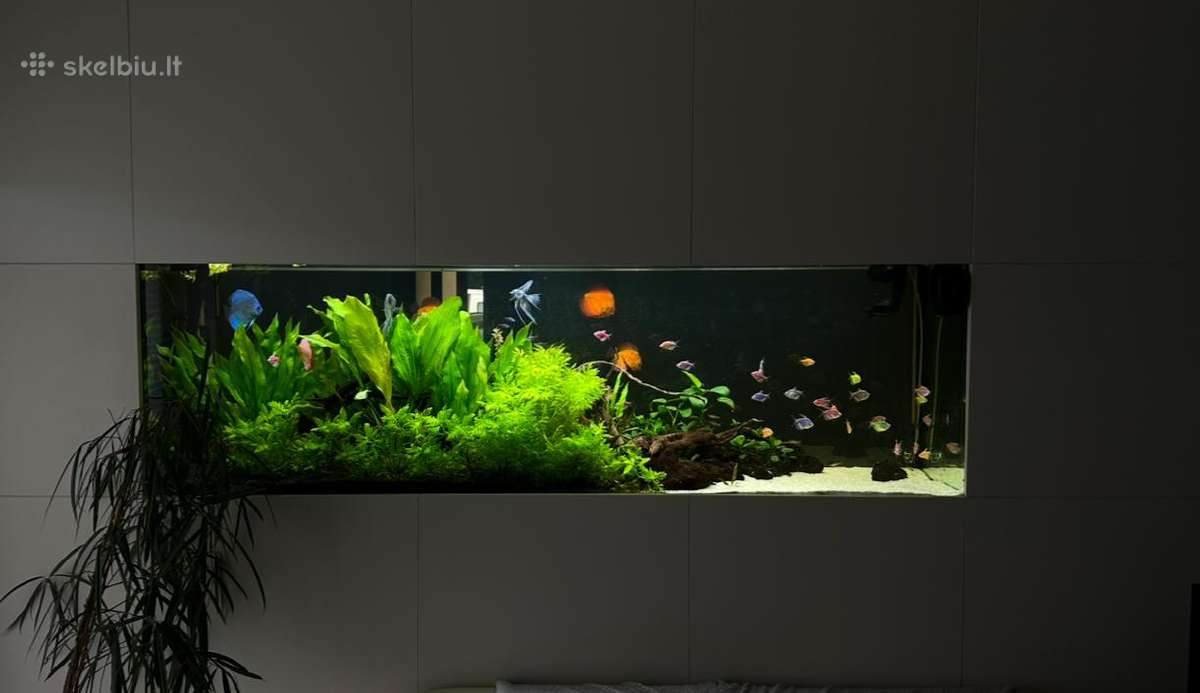 Akvariumų klijavimas, įrengimas, priežiūra - nuotraukos Nr. 7