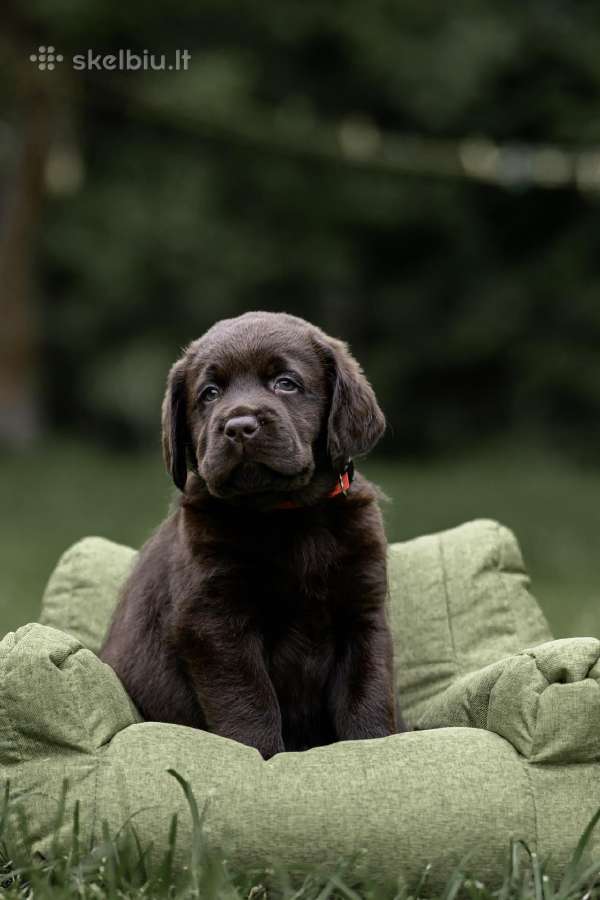 Labradoro Retriveriai Šokoladinės spalvos - nuotraukos Nr. 16