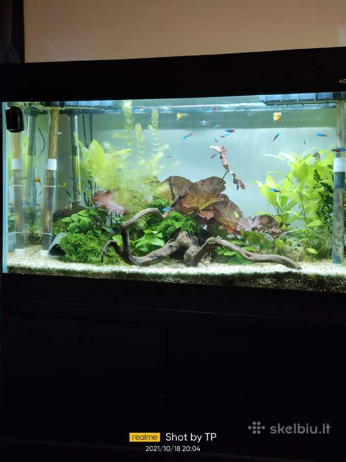 Akvariumas