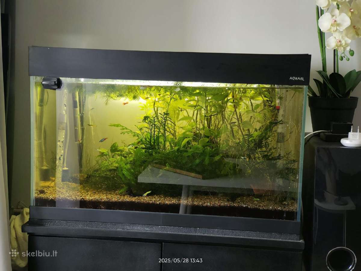 Akvariumas - nuotraukos Nr. 6