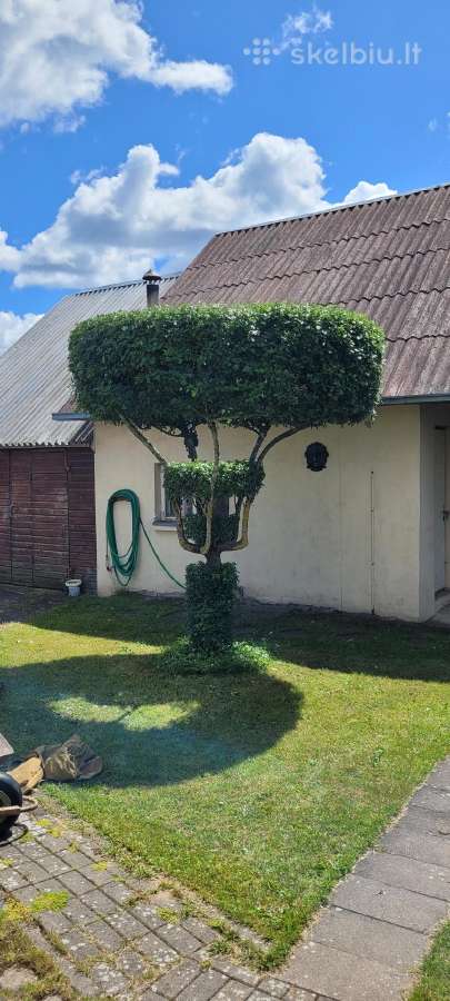 Tujų kirpimas,žeminimas,formavimas.genėjimas. - nuotraukos Nr. 37