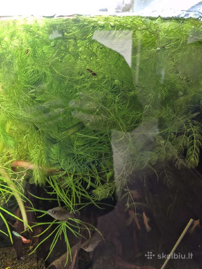 Akvariumai