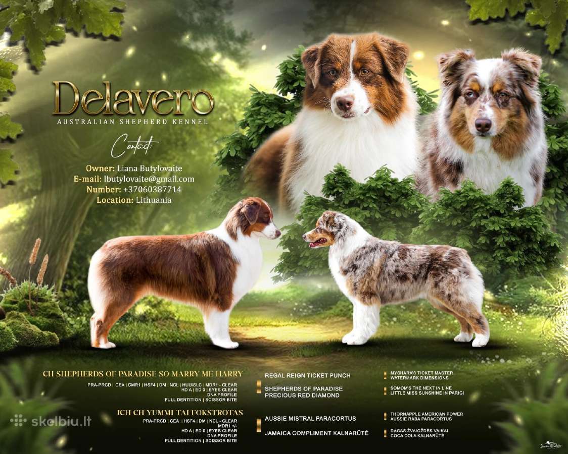 Kilmingų australų aviganių vada Delavero veislyne