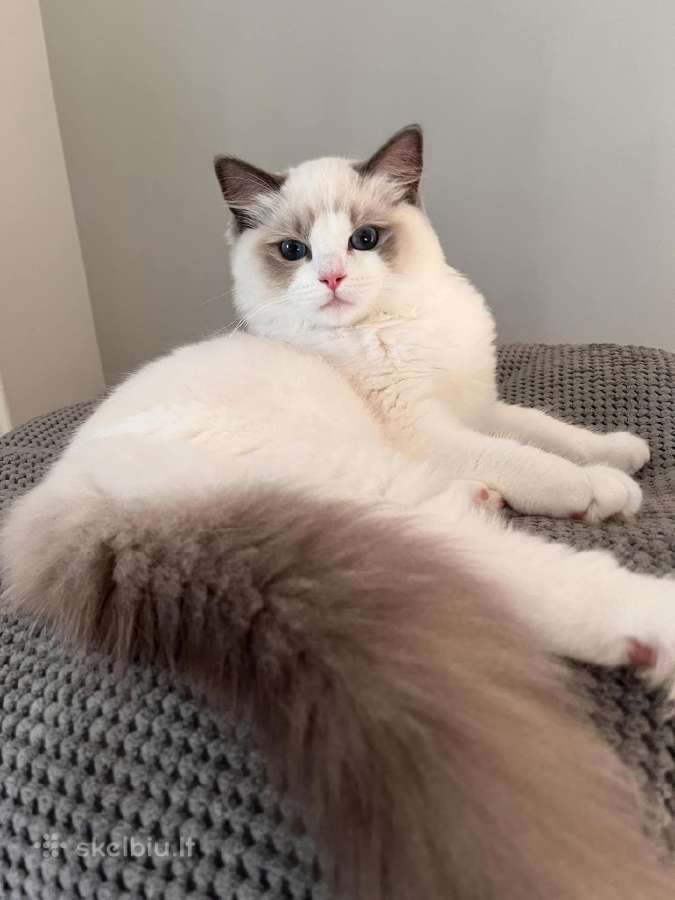 Kilmingi Ragdoll veislės kačiukai