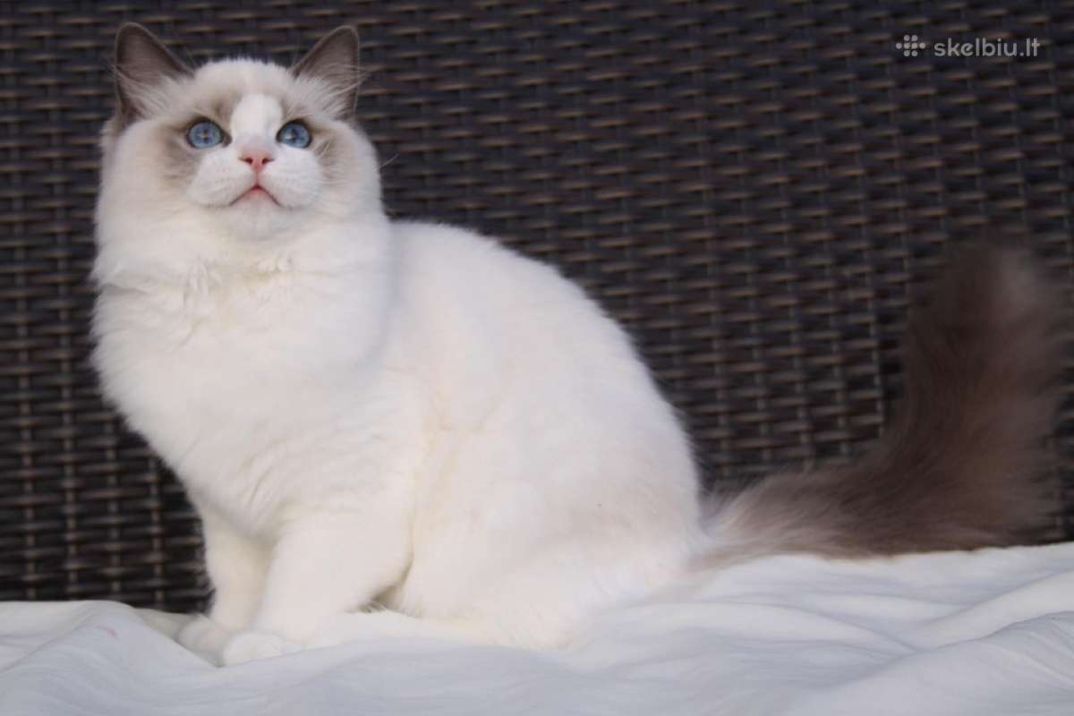 Kilmingi Ragdoll veislės kačiukai - nuotraukos Nr. 2
