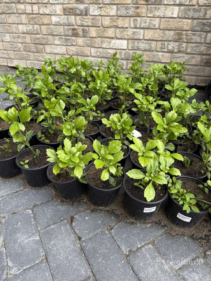 Pachysandra