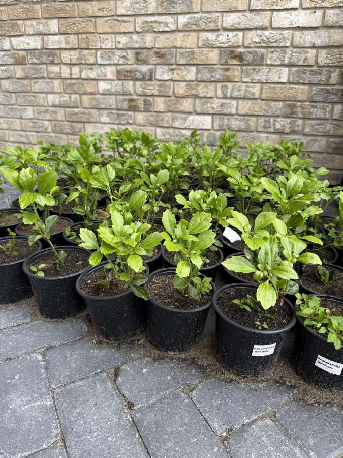 Pachysandra - nuotraukos Nr. 2