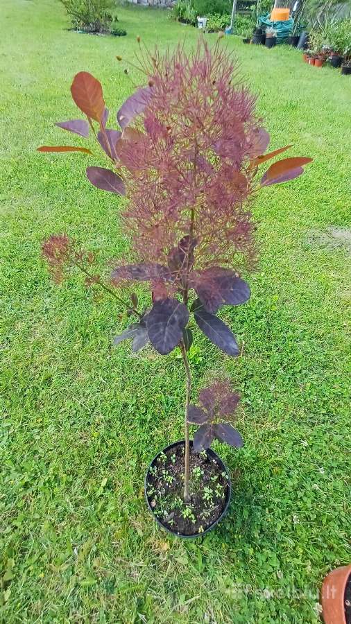 Rytinė imperata "Red Baron" - nuotraukos Nr. 19