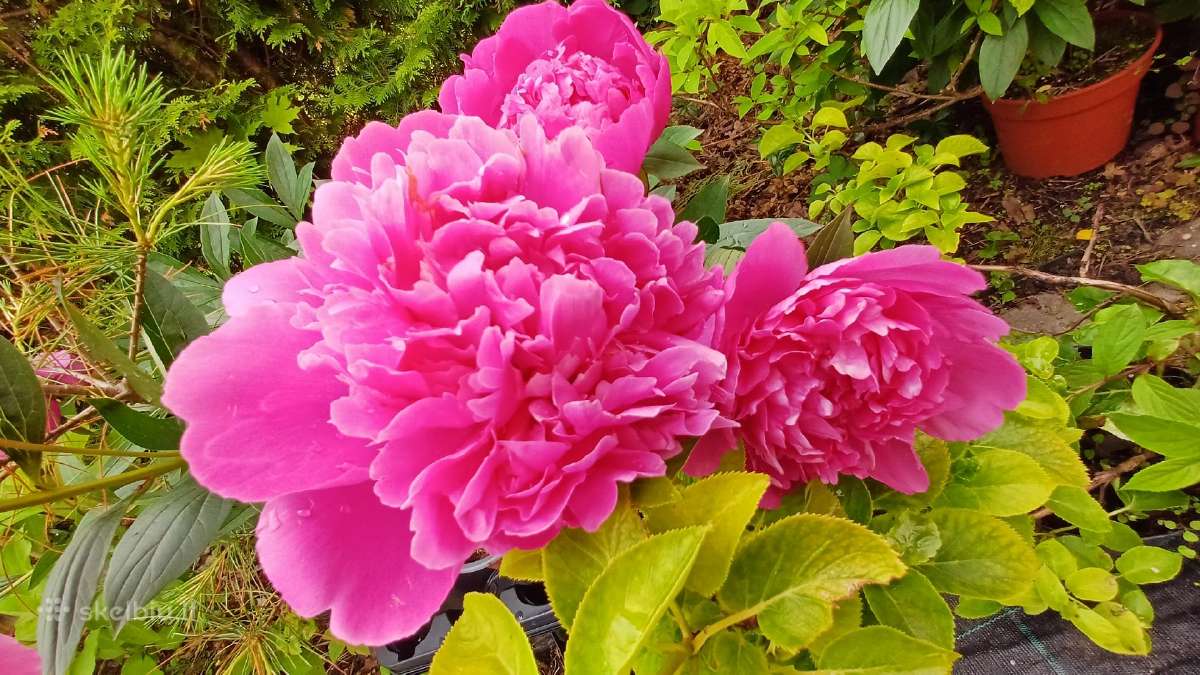 Rytinė imperata "Red Baron" - nuotraukos Nr. 28