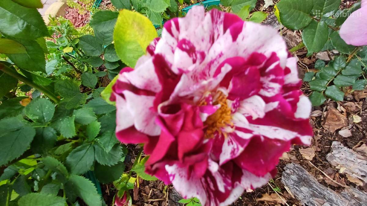Rytinė imperata "Red Baron" - nuotraukos Nr. 29