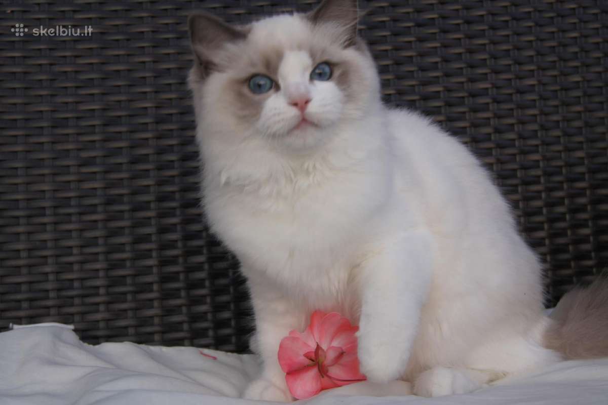 Kilmingi Ragdoll veislės kačiukai - nuotraukos Nr. 3