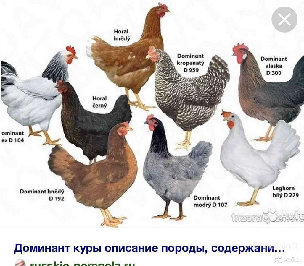 Vištaites