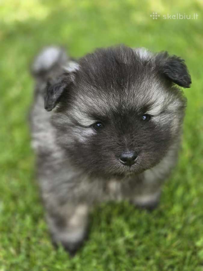 Volfšpicai (keeshond) gimė 08-03 - nuotraukos Nr. 22