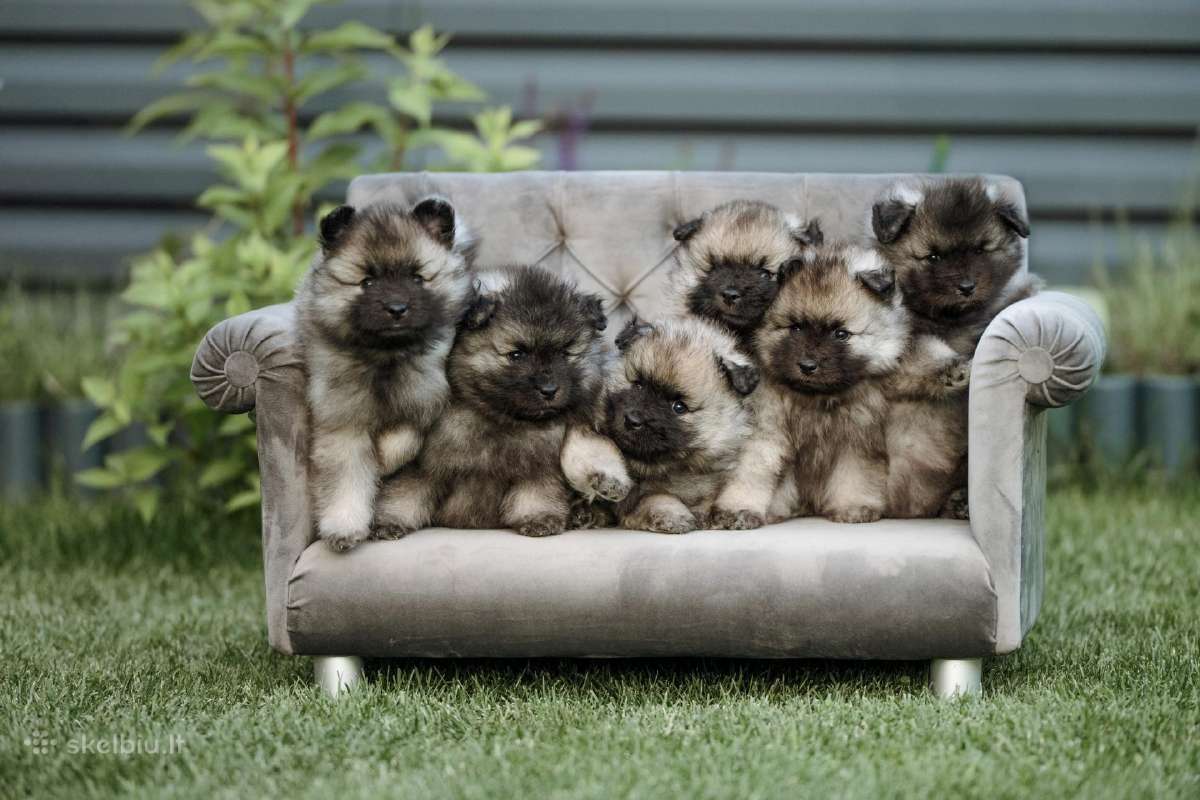 Volfšpicai (keeshond) gimė 08-03 - nuotraukos Nr. 14